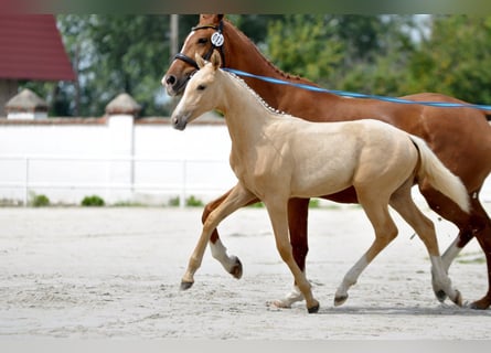 Pools halfbloed, Merrie, Veulen (01/2025), 168 cm, Palomino