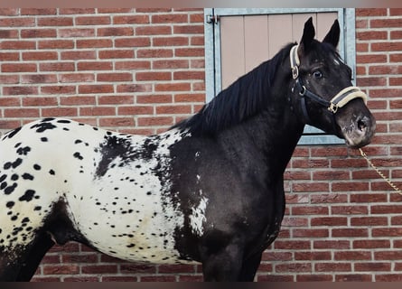 Pools halfbloed, Ruin, 2 Jaar, 159 cm, Appaloosa