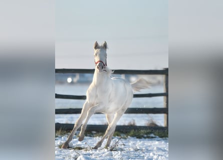 Pools sportpaard, Hengst, 1 Jaar, 167 cm, Cremello