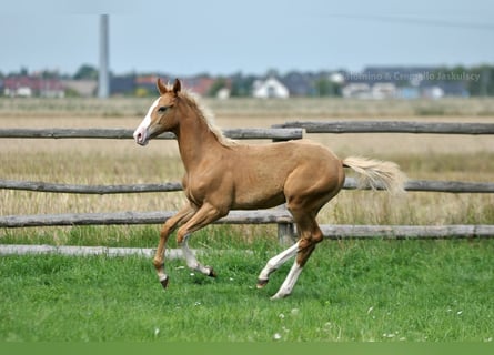 Pools sportpaard, Hengst, 1 Jaar, 167 cm, Palomino