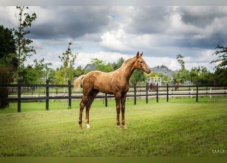 Pools sportpaard, Hengst, 1 Jaar, Palomino