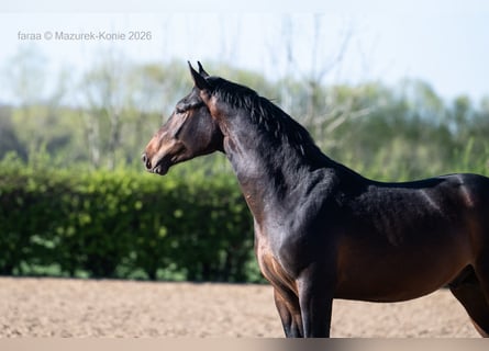 Pools sportpaard, Hengst, 2 Jaar, 167 cm, Bruin