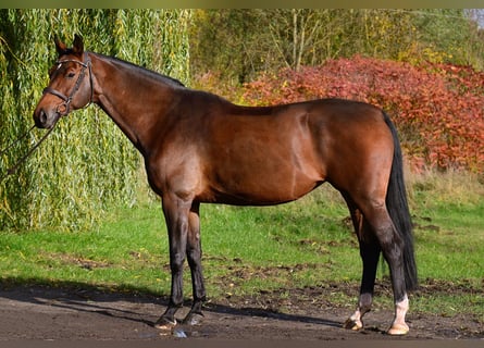 Pools sportpaard, Merrie, 10 Jaar, 167 cm, Bruin