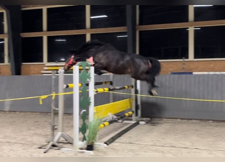 Pools sportpaard, Merrie, 11 Jaar, 168 cm, Donkerbruin