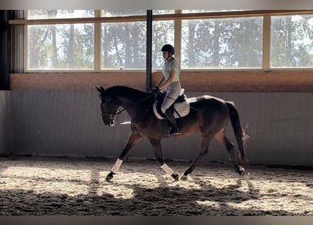 Pools sportpaard, Merrie, 12 Jaar, 168 cm, Donkerbruin