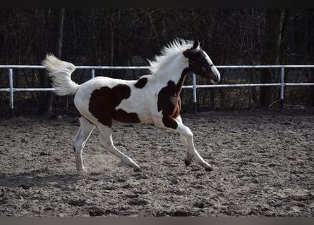 Pools sportpaard, Merrie, 1 Jaar, 170 cm, Gevlekt-paard