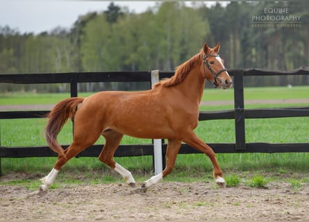 Pools sportpaard, Merrie, 6 Jaar, 153 cm, Vos