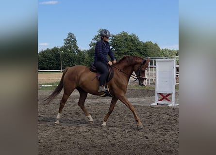 Pools sportpaard, Merrie, 6 Jaar, 162 cm, Vos