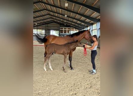 Pools sportpaard, Merrie, 6 Jaar, 165 cm