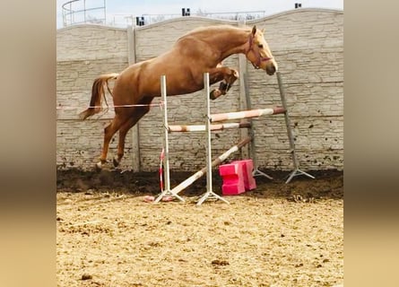 Pools sportpaard, Merrie, 9 Jaar, 166 cm, Palomino