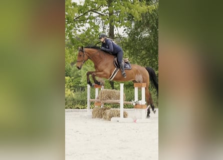 Pools sportpaard, Ruin, 4 Jaar, 172 cm, Bruin