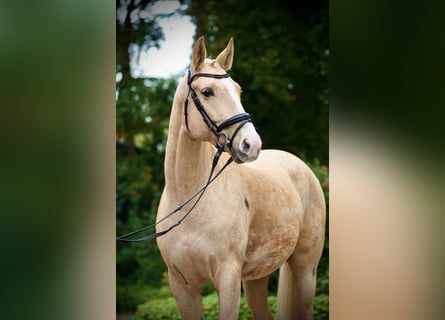 Pools sportpaard, Ruin, 6 Jaar, 164 cm, Palomino