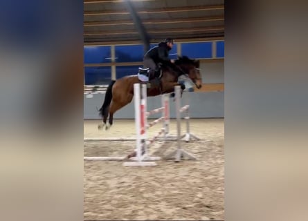 Pools sportpaard, Ruin, 7 Jaar, 168 cm, Bruin