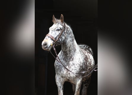 Pools sportpaard, Ruin, 8 Jaar, 162 cm, Appaloosa