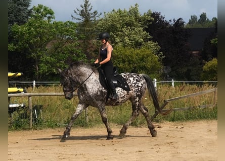 Pools sportpaard, Ruin, 8 Jaar, 162 cm