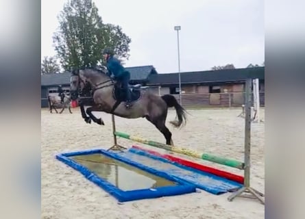 Pools sportpaard, Ruin, 9 Jaar, 160 cm, Schimmel