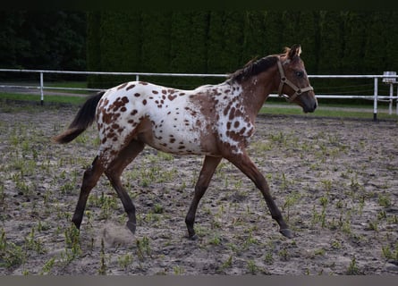 Pools warmbloed, Hengst, 1 Jaar, 163 cm, Appaloosa