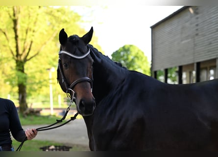 Pools warmbloed, Hengst, 5 Jaar, 166 cm, Donkerbruin
