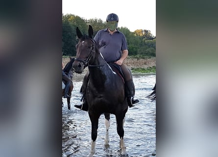 Pools warmbloed, Merrie, 12 Jaar, 168 cm, Gevlekt-paard