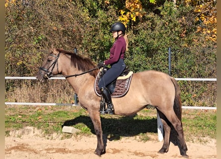 Polnisches Warmblut Mix, Stute, 3 Jahre, 162 cm, Falbe