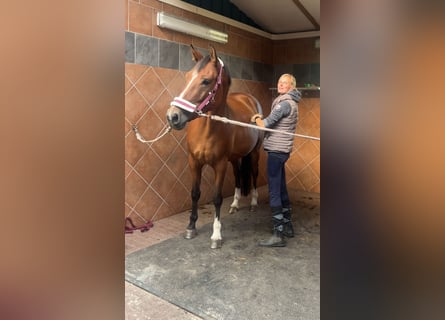 Polnisches Warmblut, Stute, 4 Jahre, 165 cm, Brauner