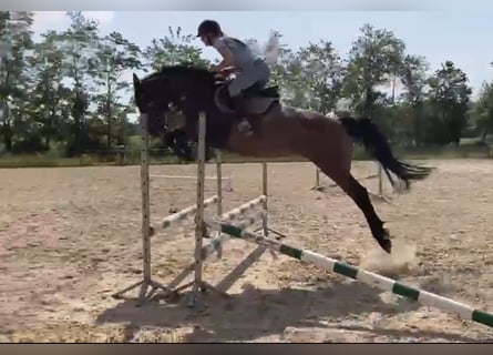 Pools warmbloed, Merrie, 4 Jaar, 166 cm, Donkerbruin