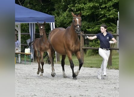 Pools warmbloed, Merrie, 5 Jaar, 165 cm