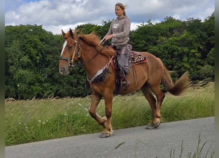 Pools warmbloed, Merrie, 7 Jaar, 162 cm, Vos