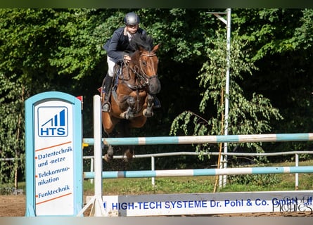 Pools warmbloed, Merrie, 8 Jaar, 163 cm, Bruin