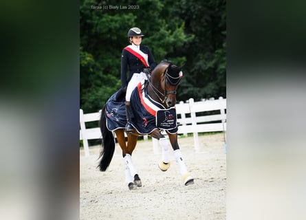 Pools warmbloed, Ruin, 15 Jaar, 175 cm, Donkerbruin