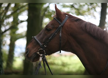 Pools warmbloed, Ruin, 23 Jaar, 165 cm, Donkere-vos