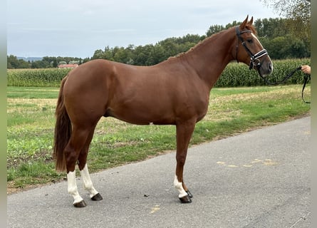 Pools warmbloed, Ruin, 3 Jaar, 162 cm, Vos