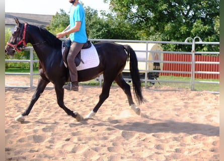Pools warmbloed, Ruin, 4 Jaar, 155 cm, Donkerbruin