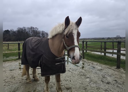 Pools warmbloed Mix, Ruin, 5 Jaar, 158 cm, Vos