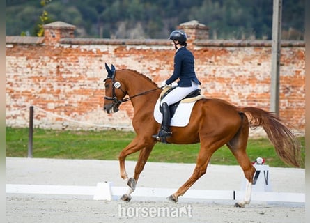Pools warmbloed, Ruin, 7 Jaar, 175 cm, Donkere-vos