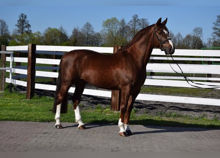 Pools warmbloed, Ruin, 8 Jaar, 169 cm, Donkere-vos