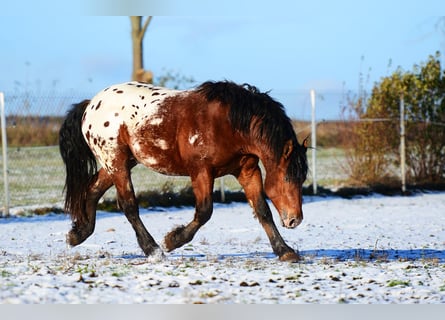 Poolse kar Bloed, Hengst, 2 Jaar, 160 cm, Appaloosa