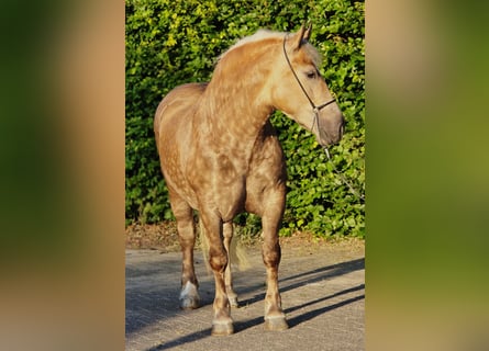 Poolse kar Bloed, Merrie, 3 Jaar, 160 cm, Champagne