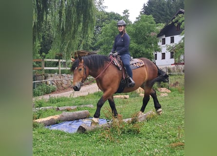 Poolse kar Bloed, Merrie, 4 Jaar, 158 cm, Bruin