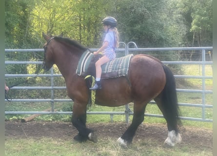 Poolse kar Bloed, Merrie, 5 Jaar, 155 cm, Bruin