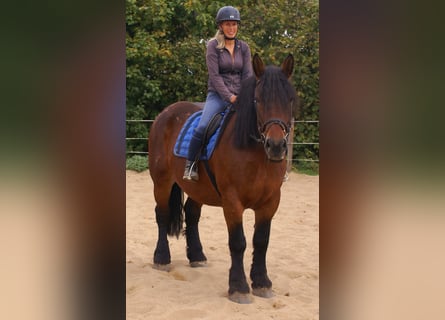 Poolse kar Bloed, Merrie, 5 Jaar, 162 cm, Bruin