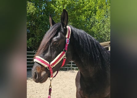 Poolse kar Bloed, Merrie, 8 Jaar, 160 cm, Donkerbruin