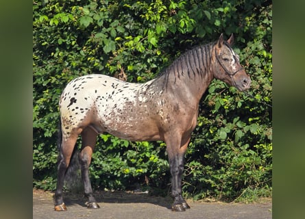 Poolse kar Bloed, Ruin, 2 Jaar, 161 cm, Appaloosa