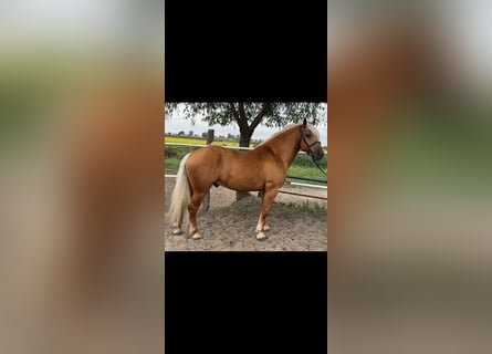 Poolse kar Bloed, Ruin, 4 Jaar, 155 cm, Palomino
