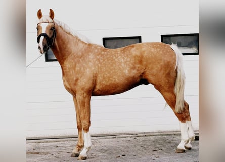 Poolse rijpaard, Hengst, 3 Jaar, 167 cm, Palomino