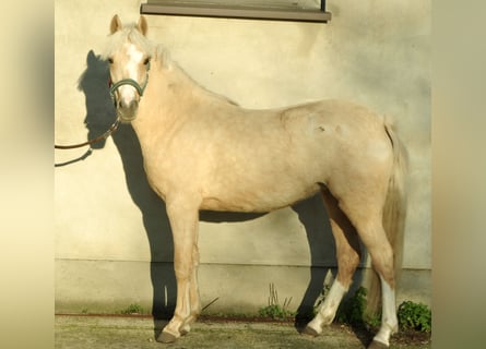 Poolse rijpaard, Merrie, 1 Jaar, 130 cm, Palomino