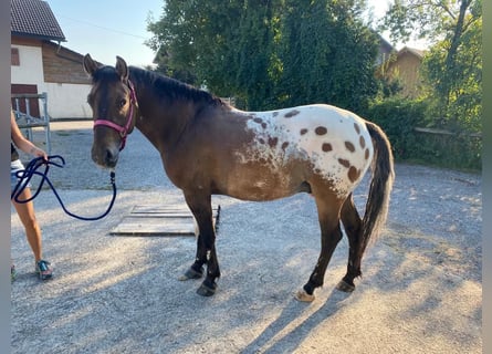 Poolse rijpaard, Ruin, 10 Jaar, 150 cm, Appaloosa