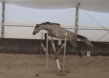 Poolse rijpaard, Ruin, 4 Jaar, 145 cm, Schimmel