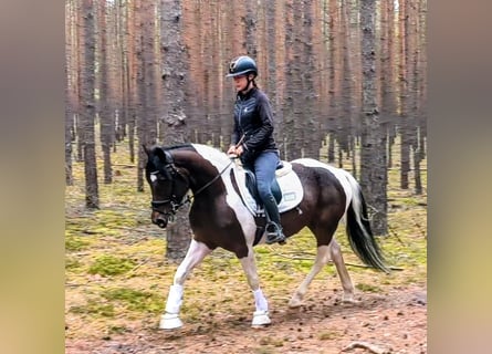 Poolse rijpaard Mix, Ruin, 5 Jaar, 153 cm, Gevlekt-paard