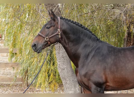 Portugalski koń sportowy Mix, Ogier, 14 lat, 168 cm, Gniada